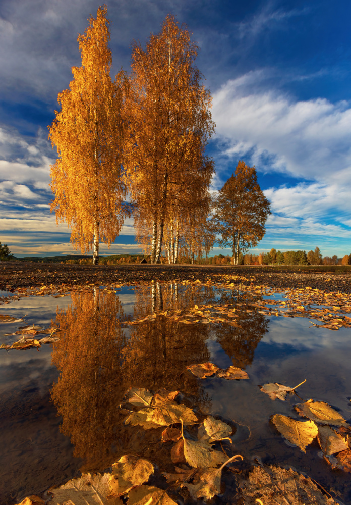 Golden Birch Reflections by Rune Askeland — canvas wall art