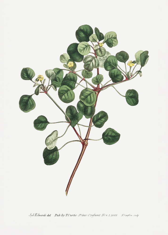 Euphorbia Petiolaris 1805   Flower Garden Displayed By Francis Sansom by Francis Sansom — canvas wall art