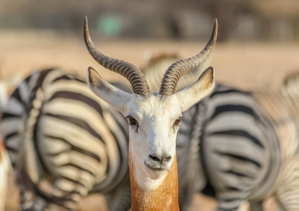 African Springbok Gaze by Khalid Jamal — canvas wall art