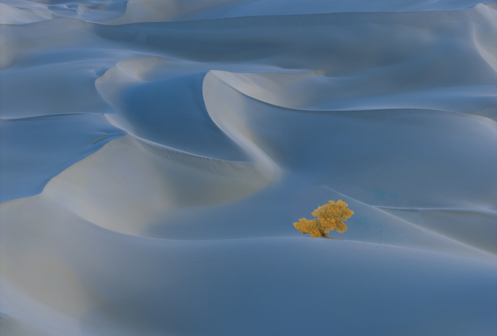 Golden Tree Desert Dunes by Dennis Zhang — canvas wall art