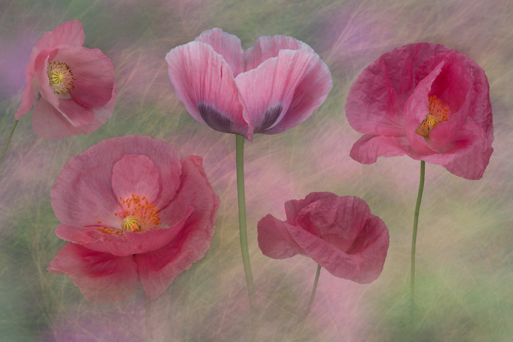 Dreamy Pink Poppies by Richard Urbanski — canvas wall art