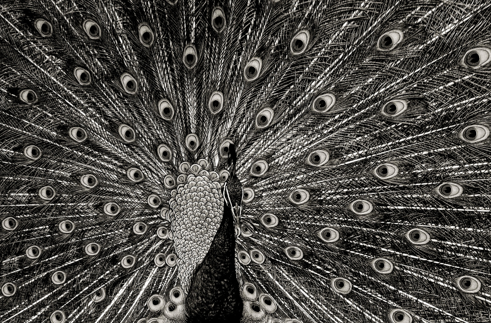 Regal Peacock Display by Miro Susta — canvas wall art