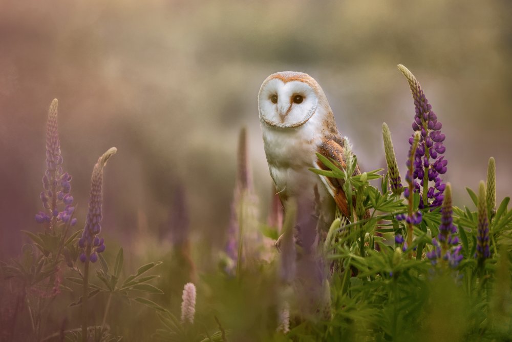 Barn Owl Among Flowers by Michaela Firešová — canvas wall art