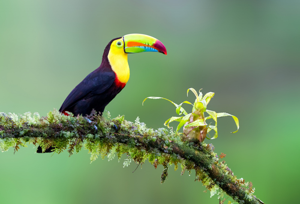 Rainbow Toucan Perch by Serena Duan — canvas wall art
