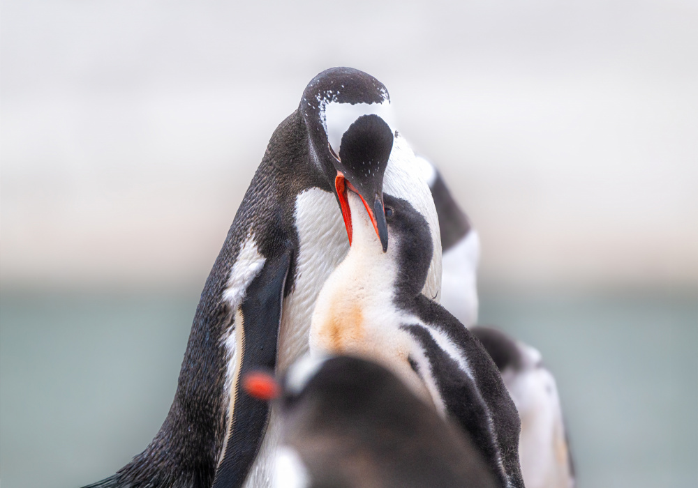 Penguin Parent and Chick by Wenjin Yu — canvas wall art