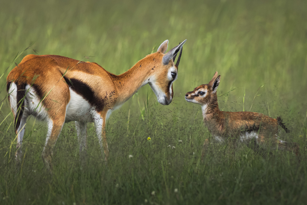 Mother Gazelle and Fawn by Ahmed Sobhi — canvas wall art