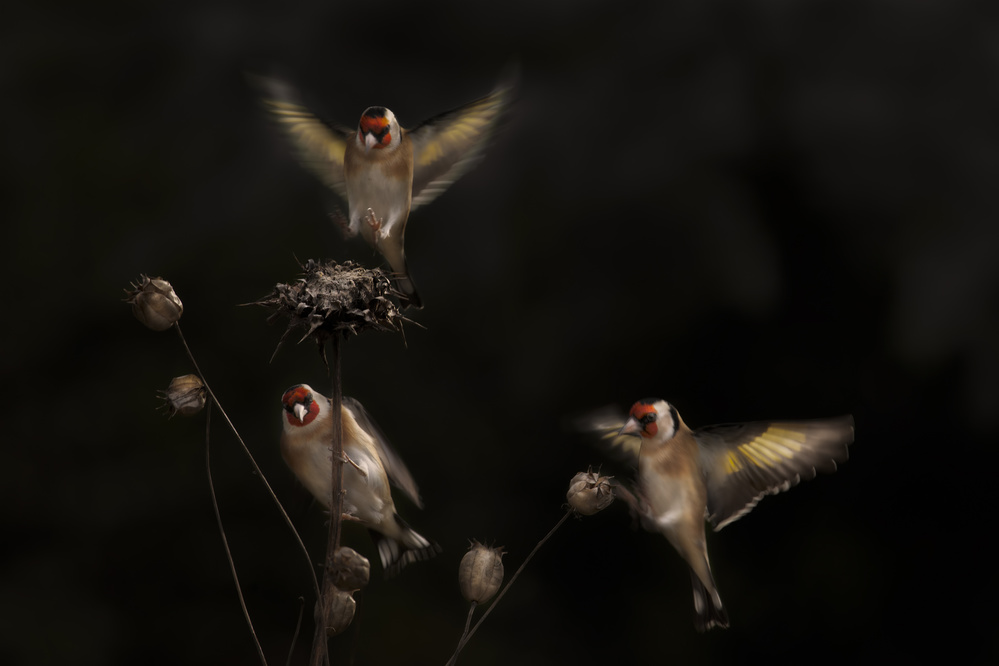 Goldfinches on Thistle by Martine Benezech — canvas wall art