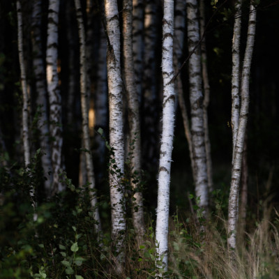 Birch Trees 25