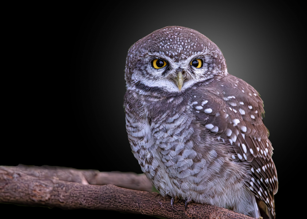 Captivating Spotted Owl by Rahul Wedpathak — canvas wall art