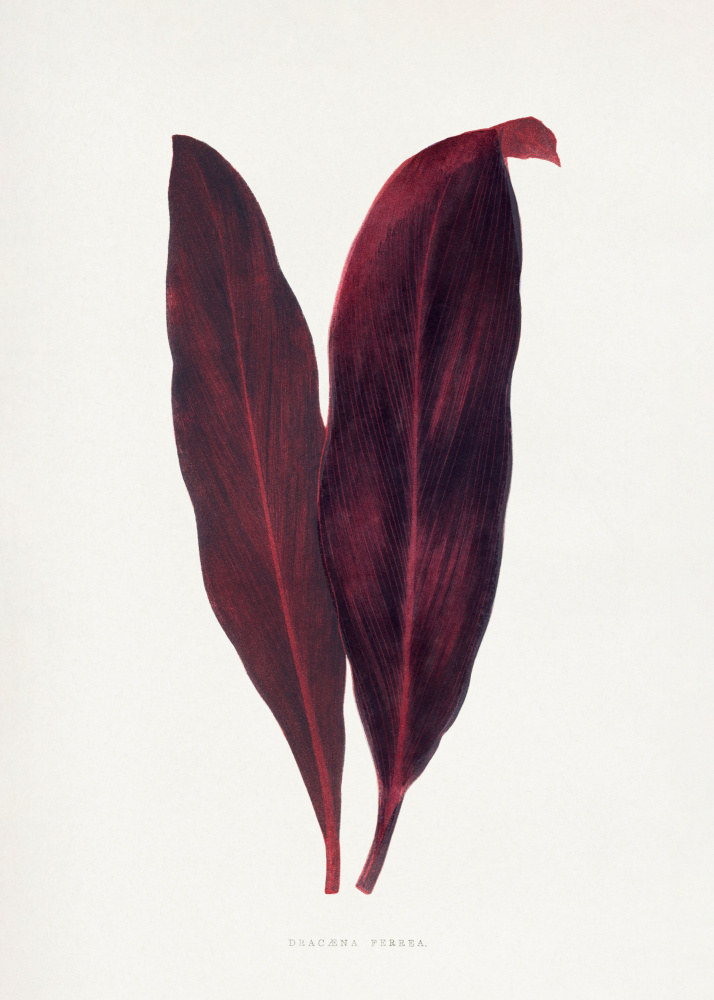Pink Dracaena Ferrea Leaf Illustration by Les Plantes a Feuillage Colore — canvas wall art