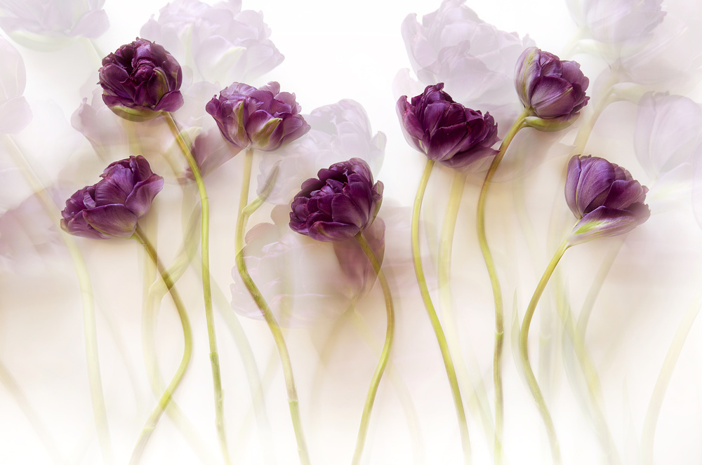 Dreamy Purple Tulips by Ellen van Deelen — canvas wall art