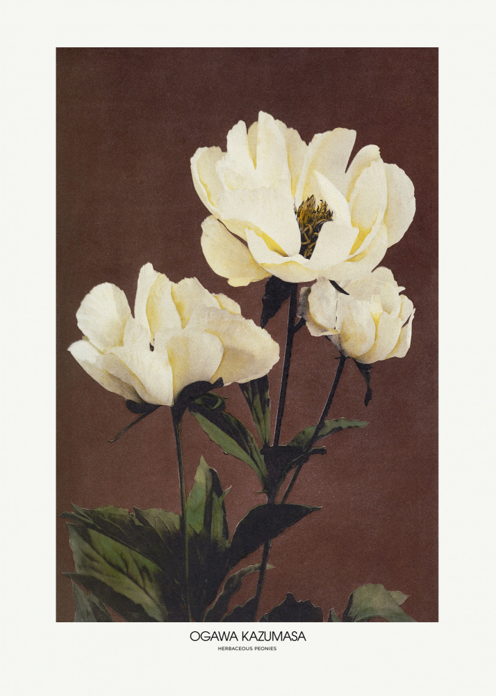 Herbaceous Peonies By Ogawa Kazumasa by Ogawa Kazumasa — canvas wall art