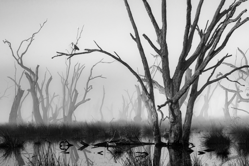 Solitary Bird Misty Swamp by Zhaonian Zhou — canvas wall art