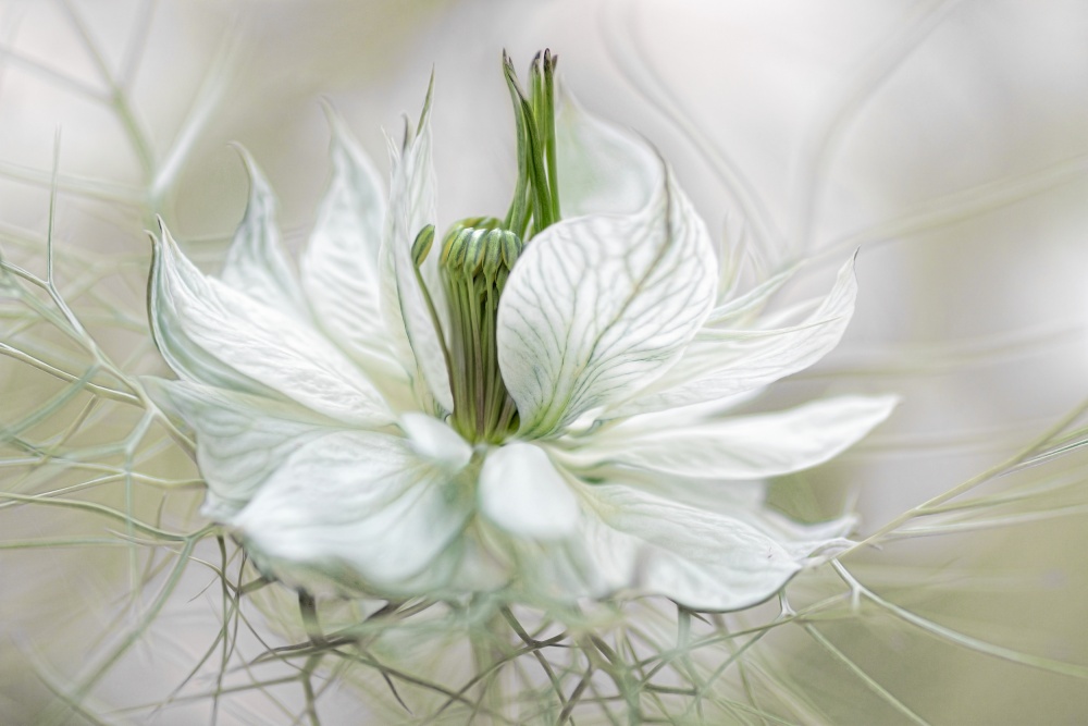 Nigella by Mandy Disher — canvas wall art