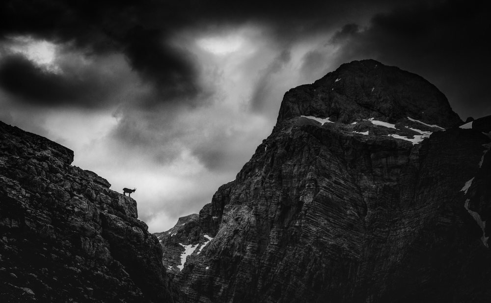 Solitary Chamois Peak by Ales Krivec — canvas wall art