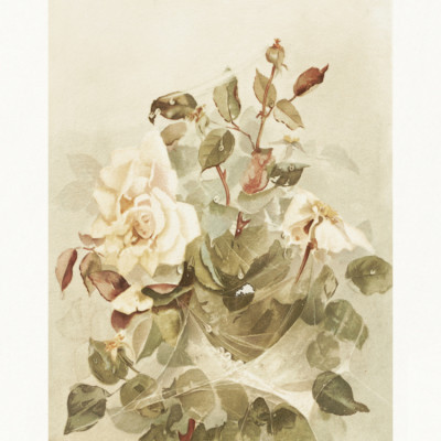 Pink Roses Seen Through Early Morning Dew