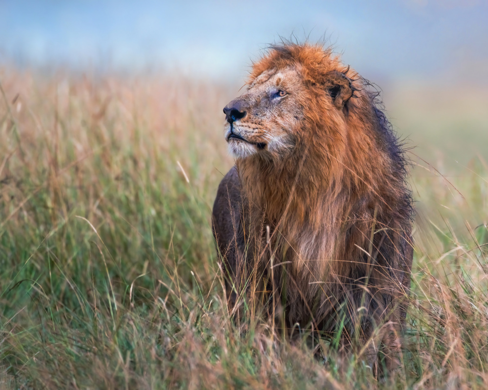 Majestic African Lion by Amro — canvas wall art