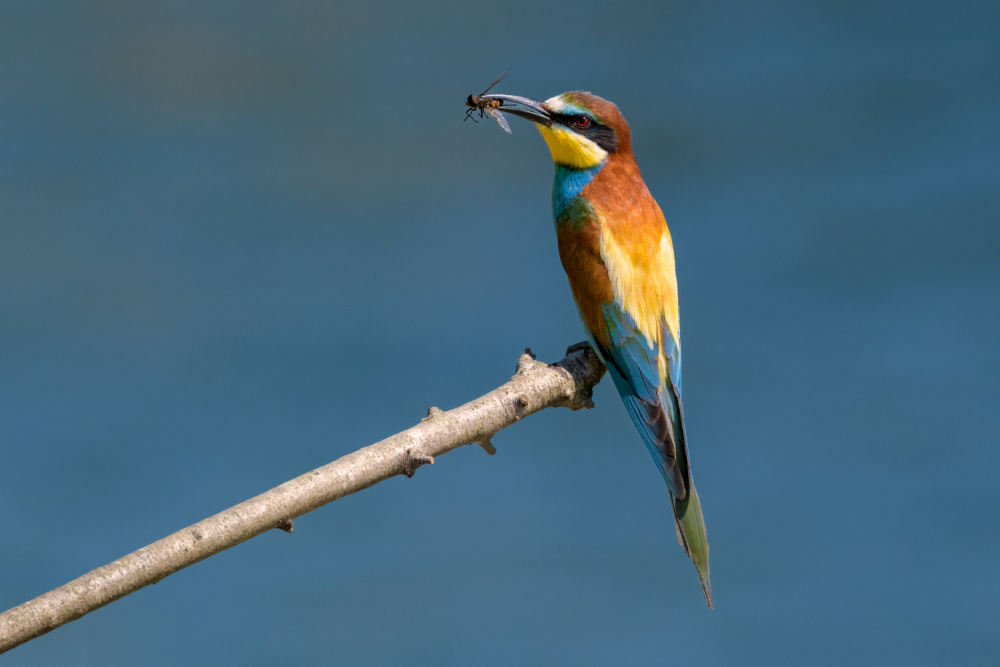 Colorful Bee-eater Catch by Marco Galimberti — canvas wall art