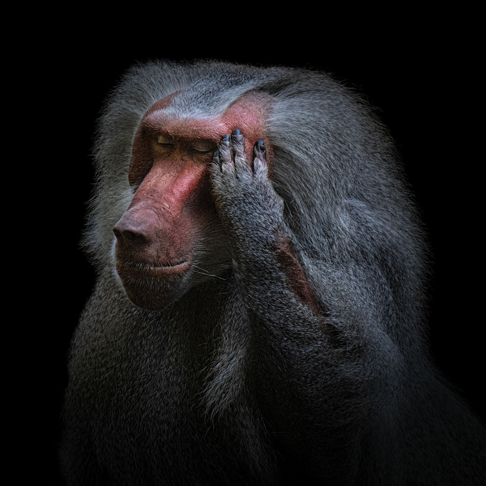 Pensive Baboon Portrait by Georgios Tsikiridis — canvas wall art