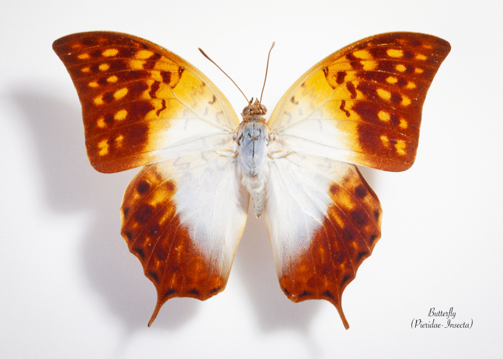 Vibrant Winged Beauty by Johan Botha "Sabie" — canvas wall art