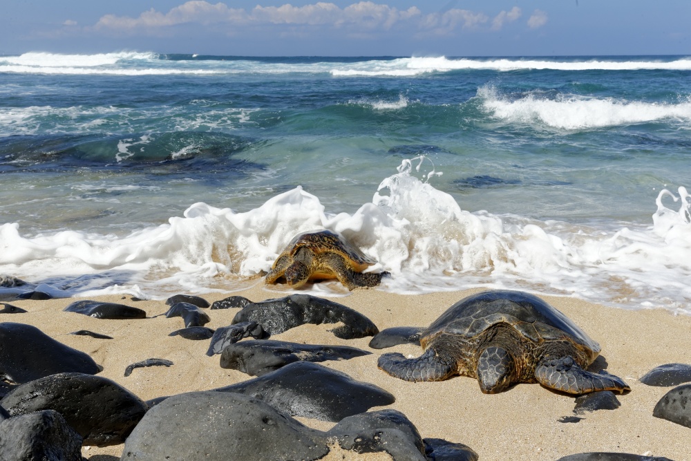 Green Sea Turtles Shore by Peter Stahl — canvas wall art
