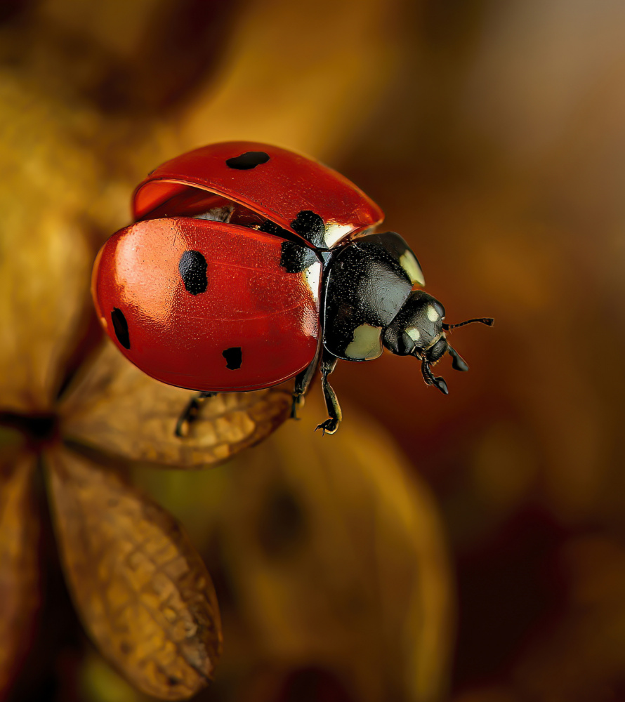 Vibrant Ladybug Close-up by Chris Coenders — canvas wall art