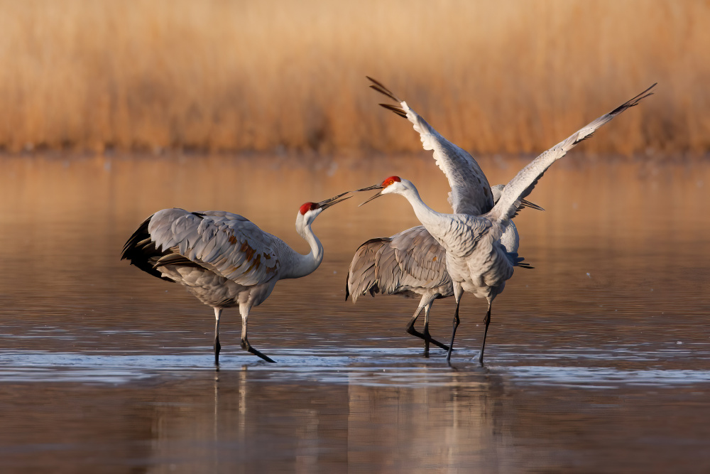 Sandhill Cranes Display by Mike He — canvas wall art