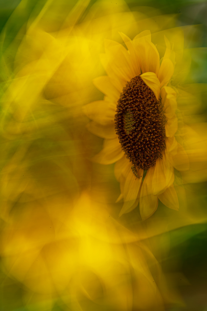 Dreamy Yellow Sunflower by Florent Dirk Thies — canvas wall art