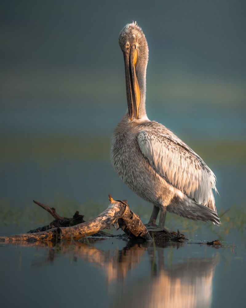 Golden Hour Pelican by Ahmed Sobhi — canvas wall art