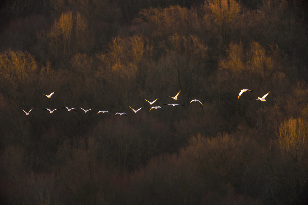 Birds Over Golden Forest by 李从军 / Austin Li — canvas wall art