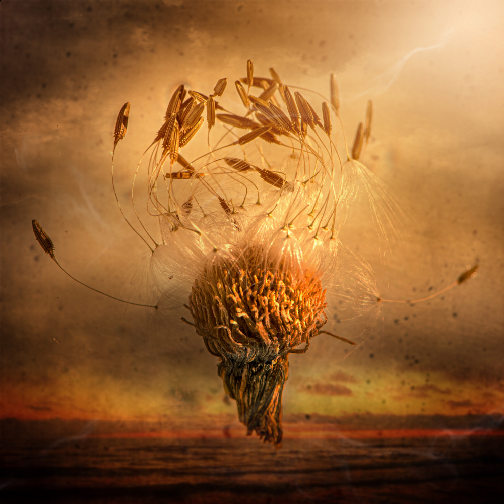 Golden Dandelion Flight by Kristina Zvinakeviciute — canvas wall art