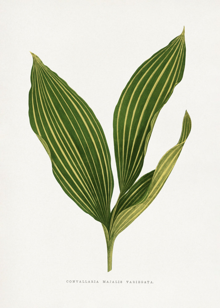 Lily of the Valley Leaf Illustration by Les Plantes a Feuillage Colore — canvas wall art