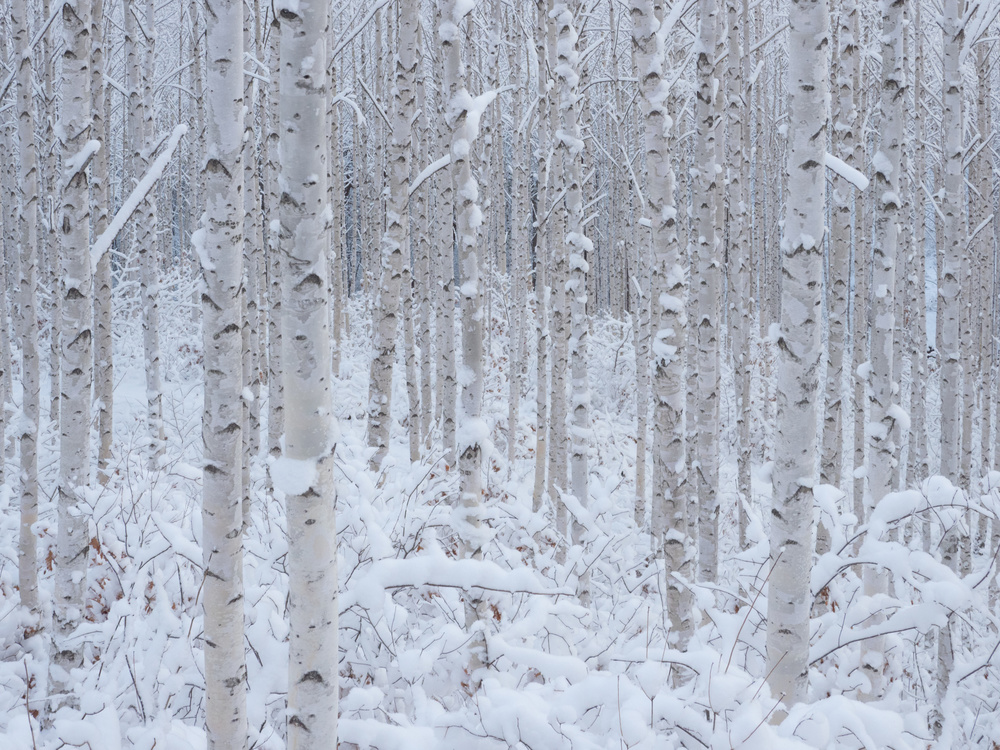 Snowy Birch Forest by HAN dong hee — canvas wall art