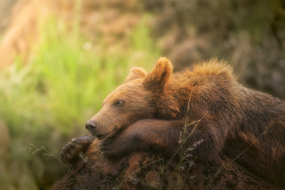 Relaxing Bear Cub by Sergio Saavedra Ruiz — canvas wall art