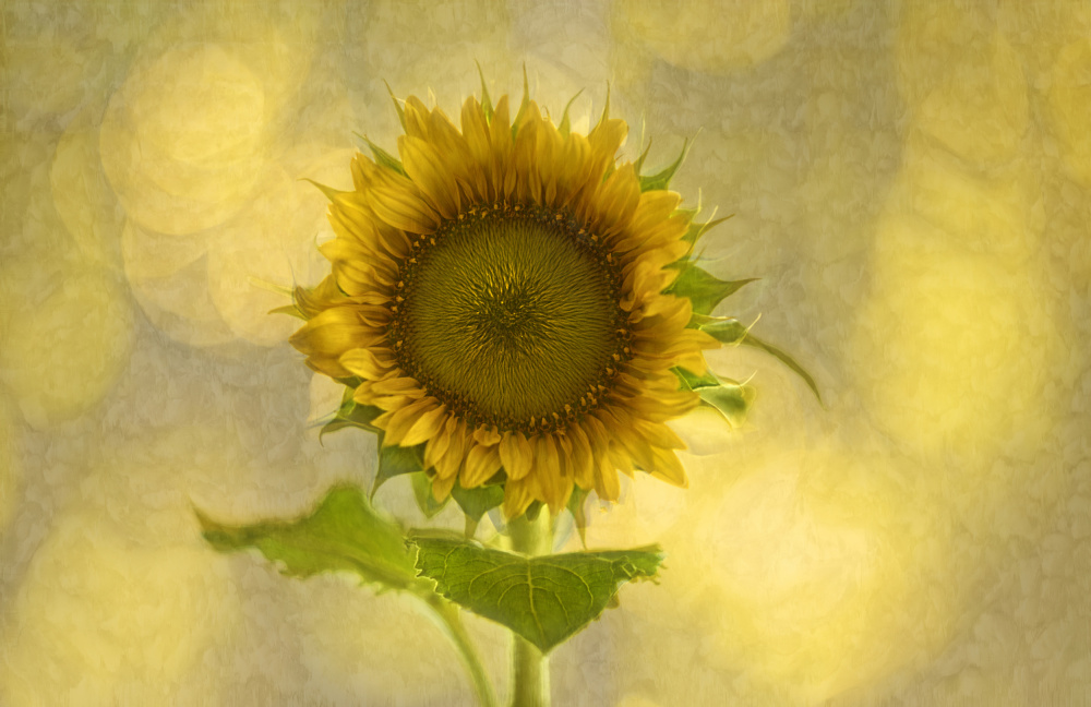 Soft Golden Sunflower by Marie-anne Stas — canvas wall art