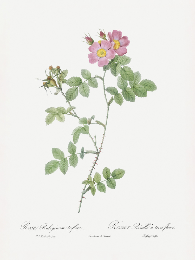 Sweetbriar, Les Roses (1817–1824) by Pierre-Joseph Redoute — canvas wall art