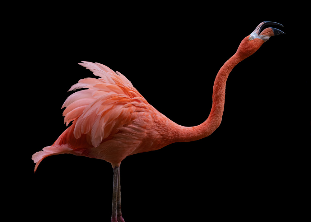 Elegant Pink Flamingo by Georgios Tsikiridis — canvas wall art