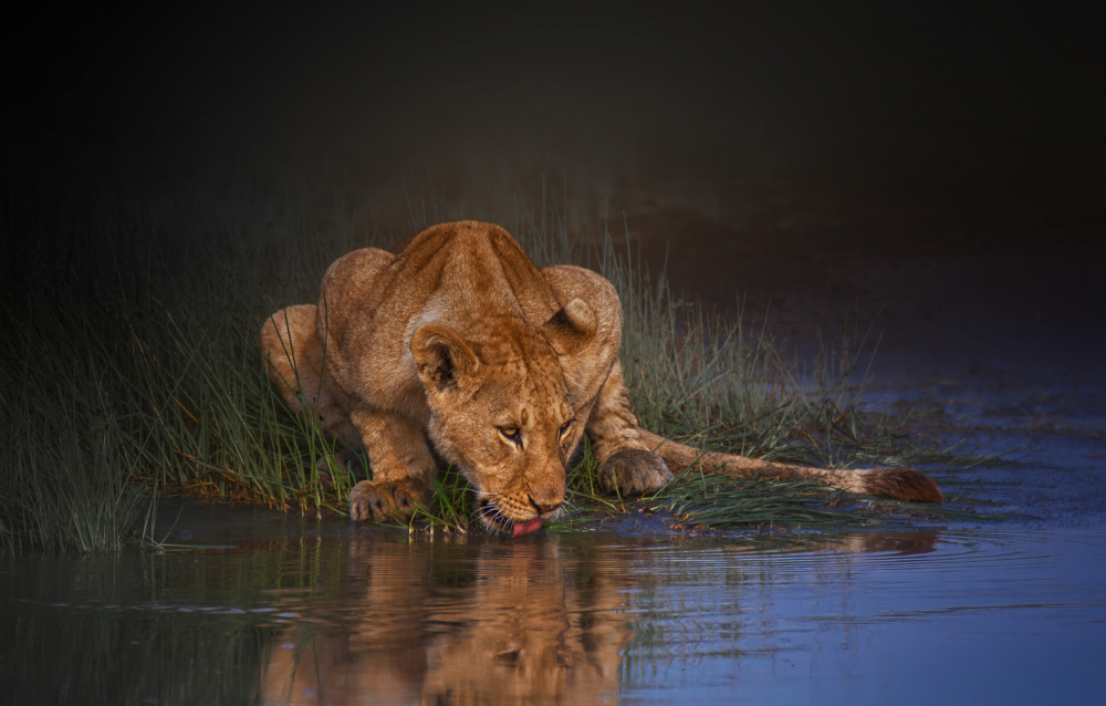 African Lion Drinks Water by joanaduenas — canvas wall art