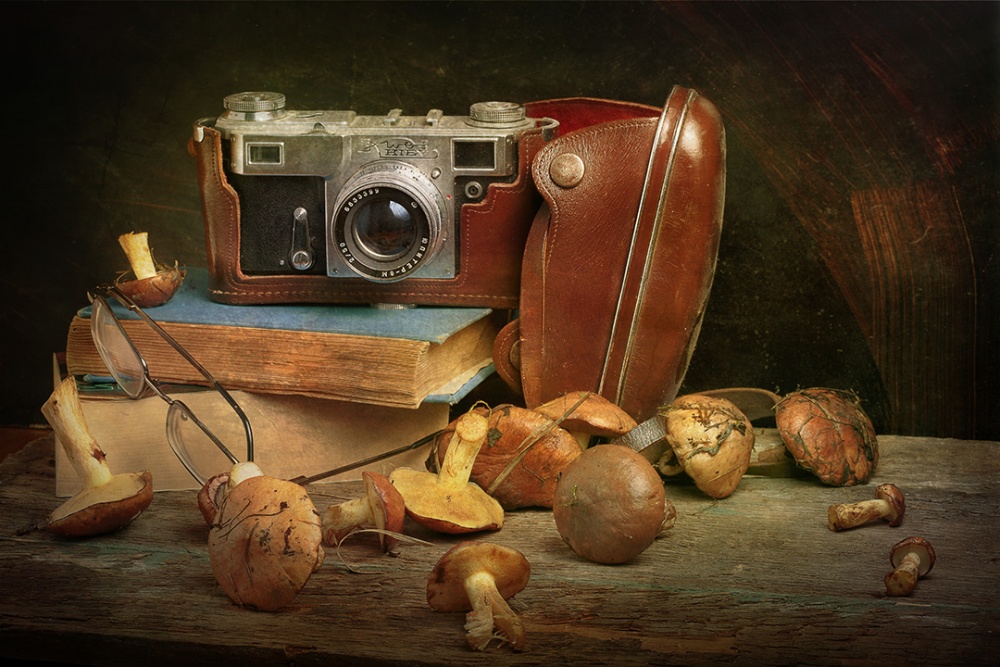 Vintage Camera and Mushrooms by Stanislav Aristov — canvas wall art