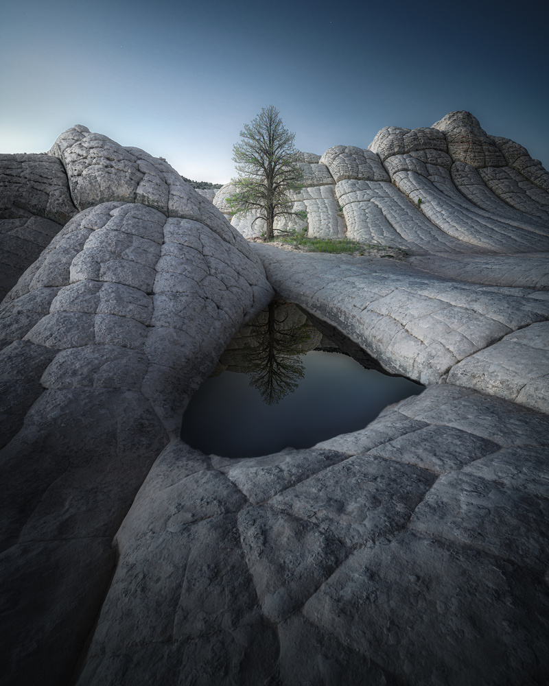 Desert Rock Tree Reflection by Clara Gamito — canvas wall art