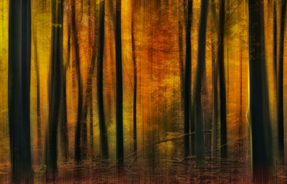 Golden Autumn Forest by Jan Paul Kraaij — canvas wall art