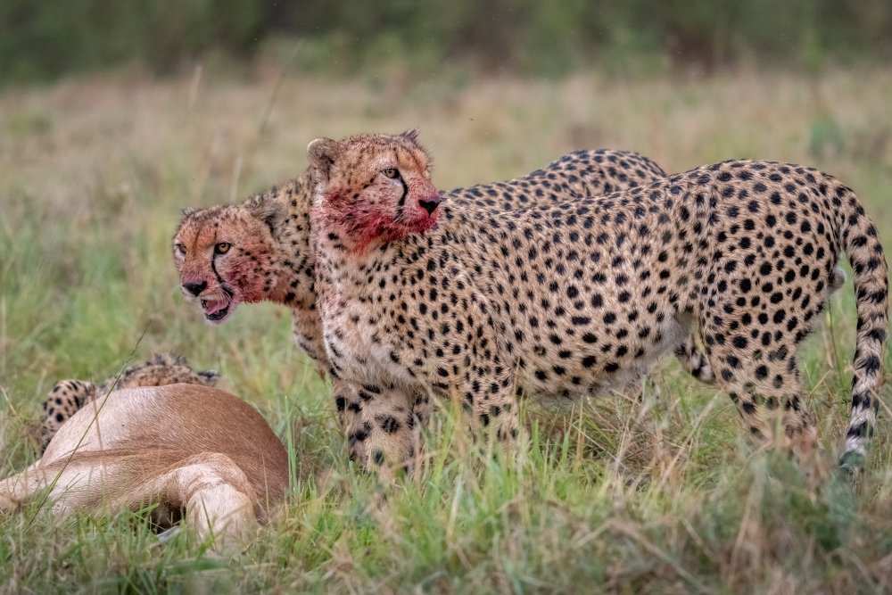 African Cheetahs Feeding by Daniel Katz — canvas wall art