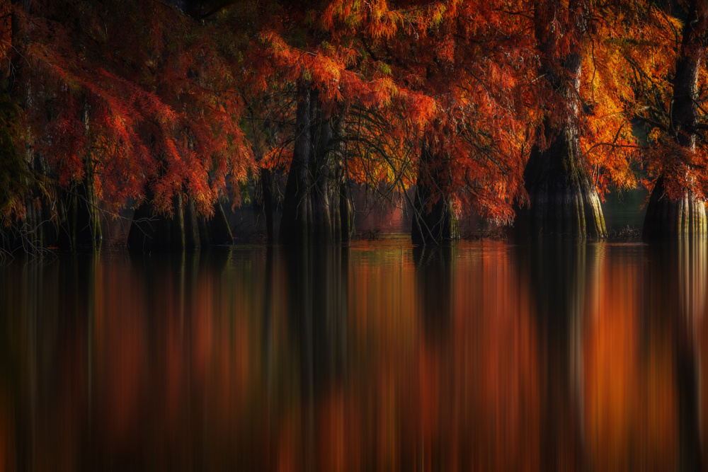 Autumn Cypress Reflections by Barré Thierry — canvas wall art