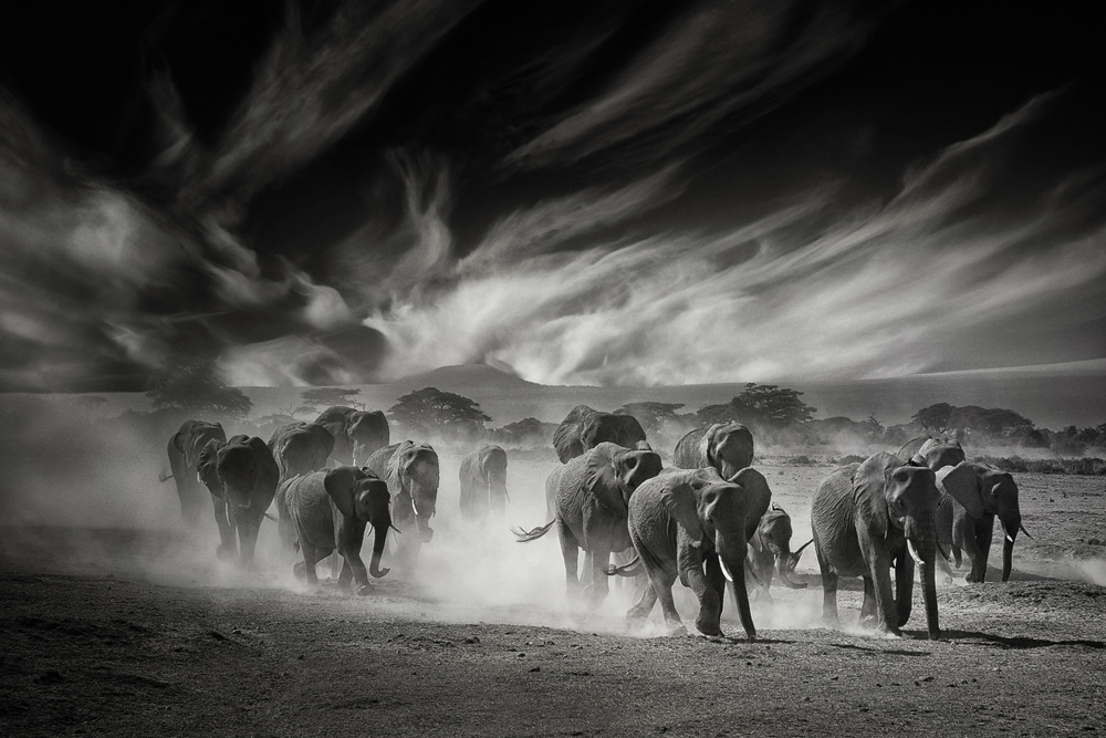Powerful Elephant Charge by Mathilde Guillemot — canvas wall art