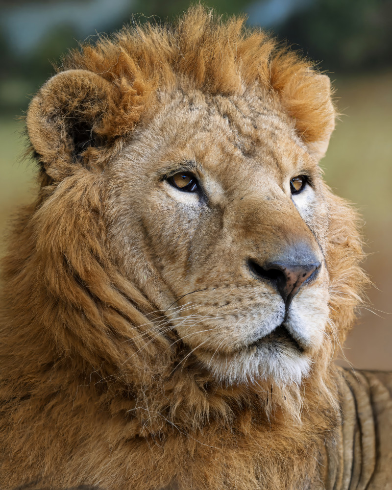 Regal Golden Lion by Yousef Abuaisheh — canvas wall art