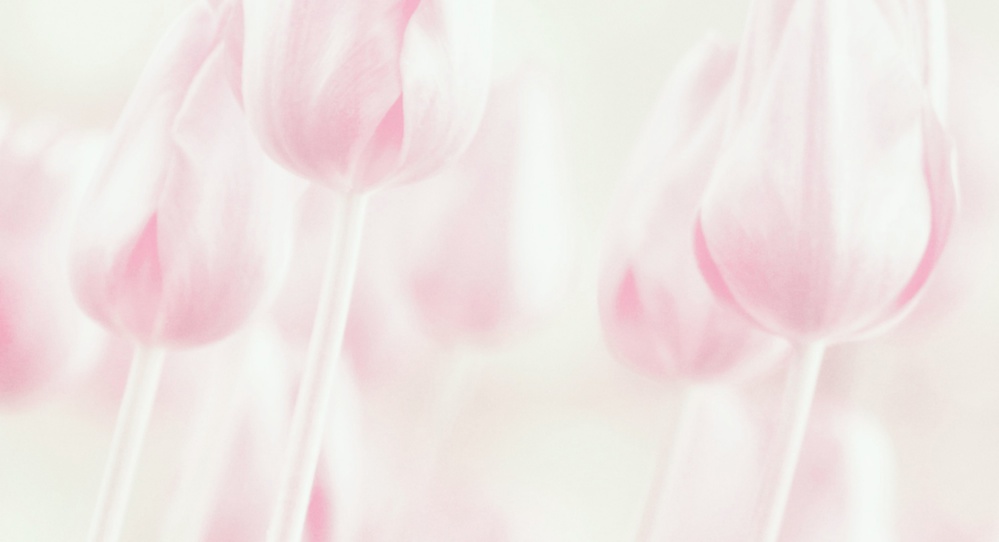 Dreamy Pastel Tulips by Delphine Devos — canvas wall art