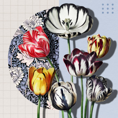3d Collage With Tulips