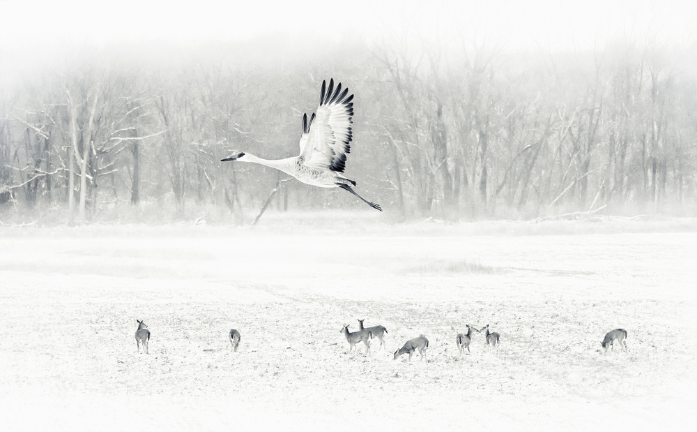 The snow world by Yu Cheng — canvas wall art