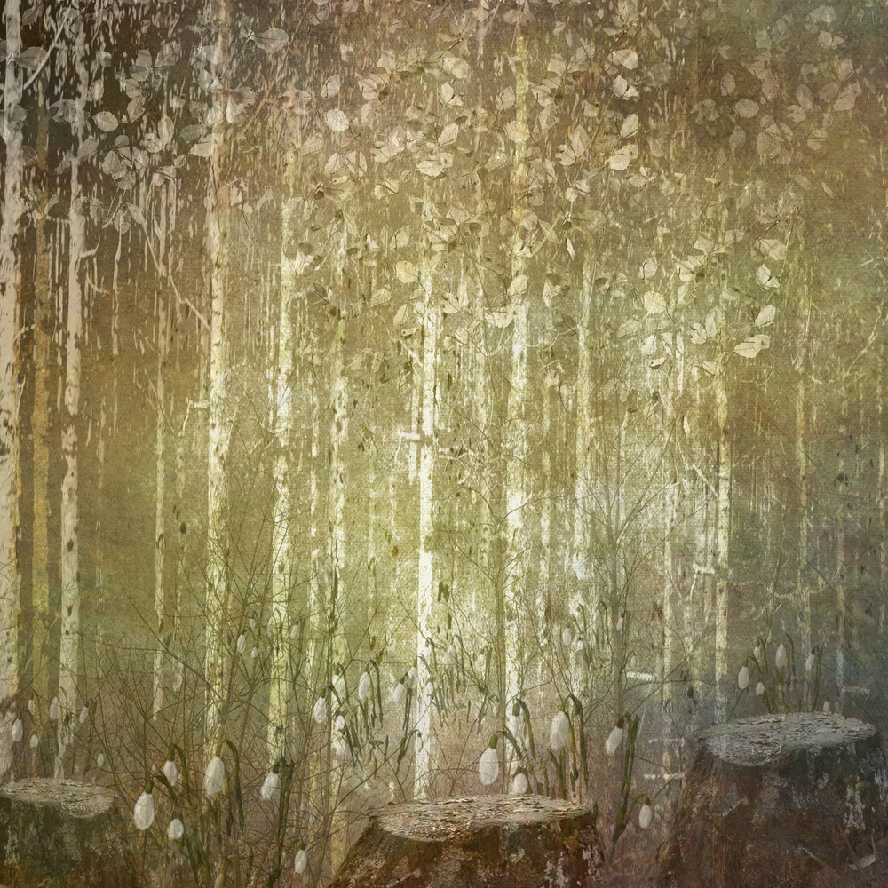 Dreamy Spring Forest by Sharon Williams — canvas wall art