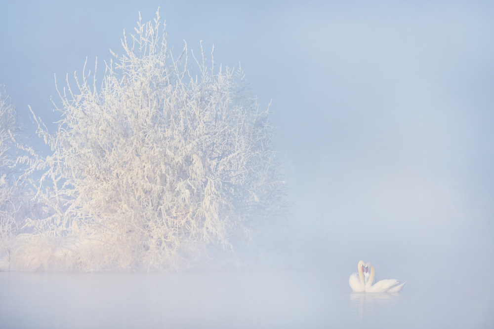 Swans In Winter Mist by Annie Poreider — canvas wall art